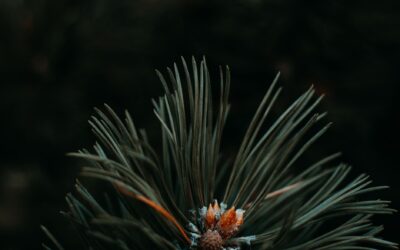 Can Robotic Pool Cleaners Pick Up Pine Needles?