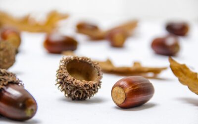 Can Robotic Pool Cleaners Pick Up Acorns? Here’s the Truth