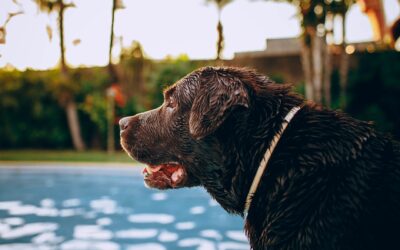 Can Robotic Pool Cleaners Pick Up Dog Hair?
