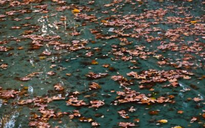 Why Is My Pool Robot Not Picking Up Leaves? September 2026