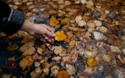 Do Robotic Pool Cleaners Handle Leaves?