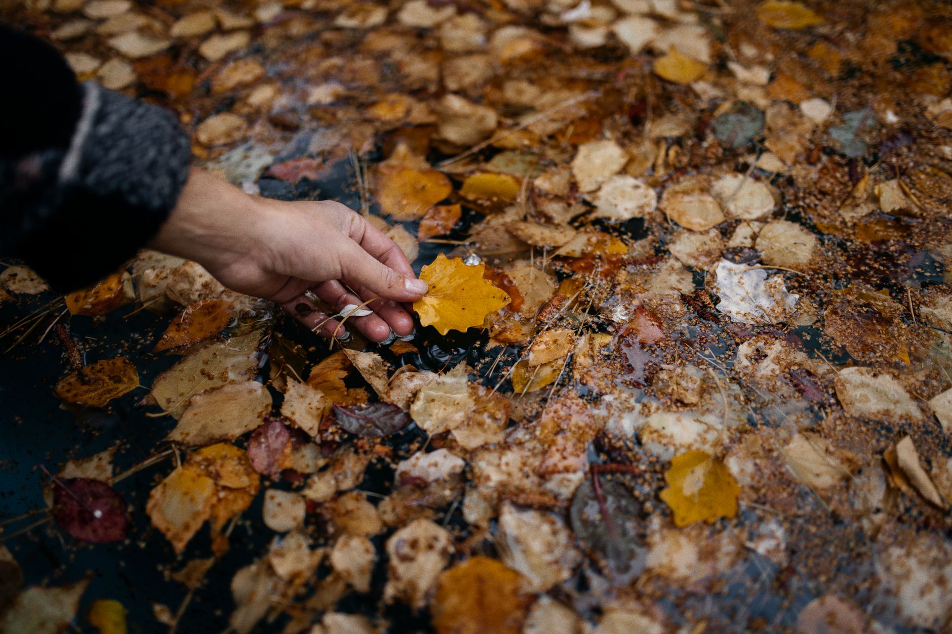 Illustration for: Can Robotic Pool Cleaners Pick Up Leaves? What You Need to Know