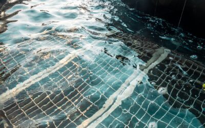 What Micron Filter for Robotic Pool Cleaner